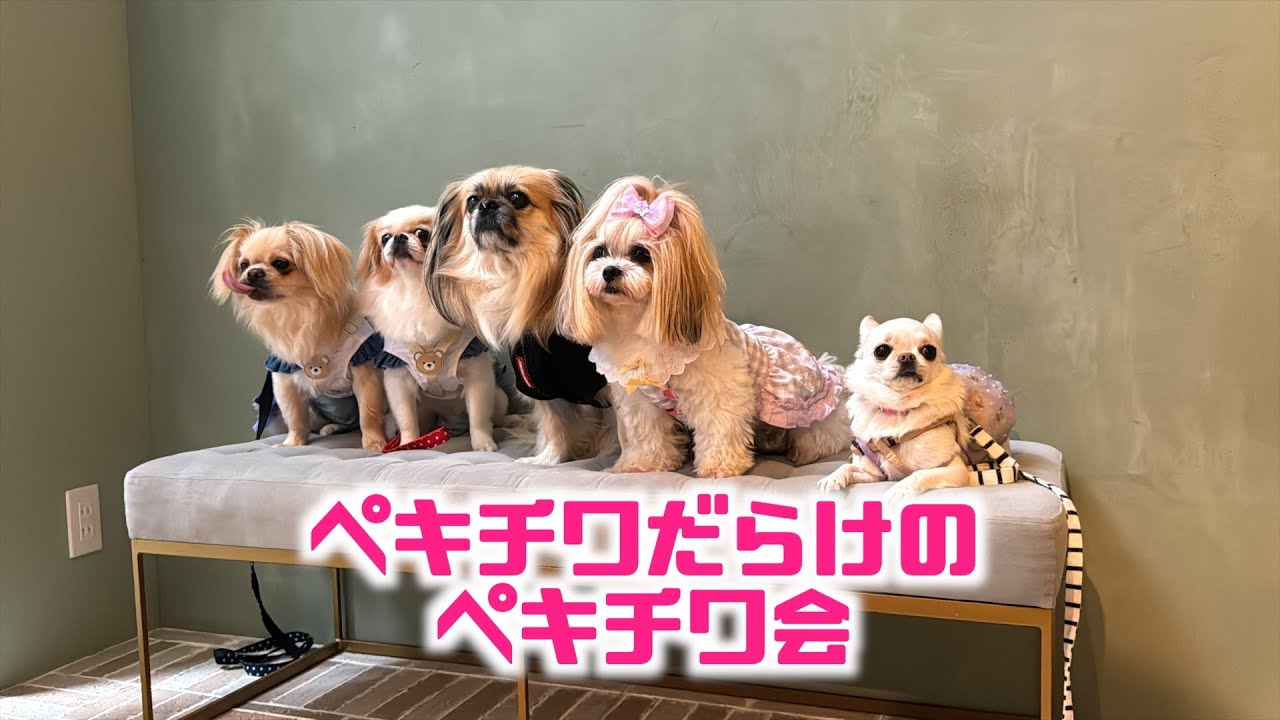 ペキチワだらけのペキチワ会に行ってきた🐶🐶🐶