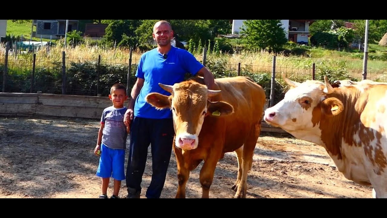 IMA 5 GODINA ČISTI ŠTALU! Mali heroj pomaže ocu na farmi sa 30 krava i stotinu pernati životinja!