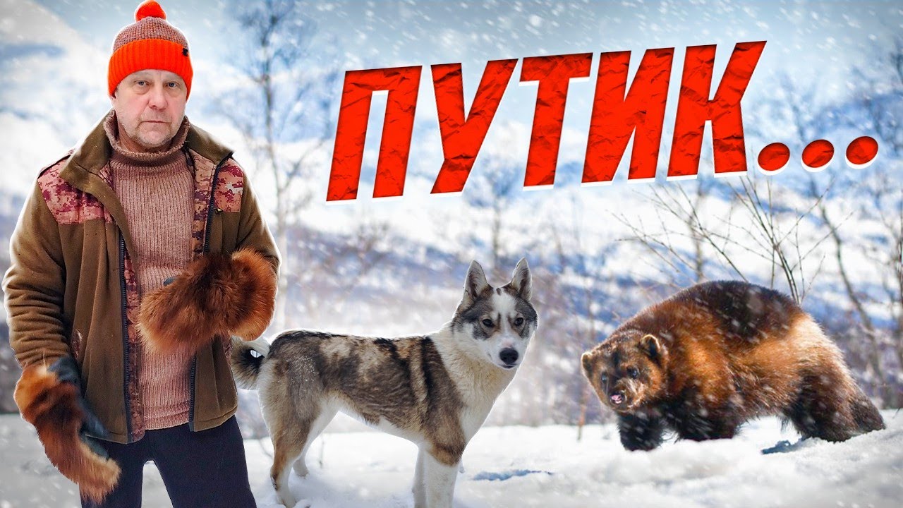 раненый лось, бардак на путике, поймал росомаху...