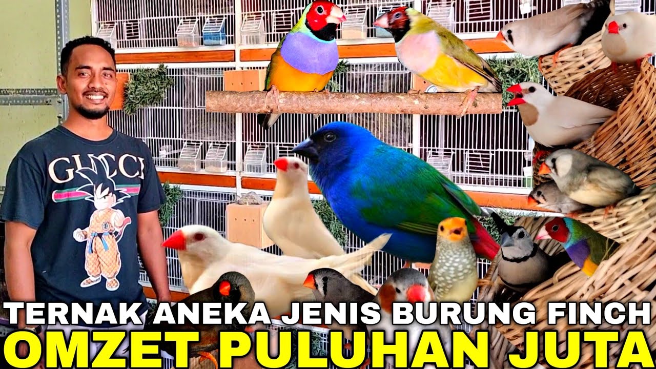 BIKIN SYOK ! SUKSES TERNAK BURUNG FINCH DAN GELATIK MAIN MUTASI OMZETNYA PULUHAN JUTA PER BULAN