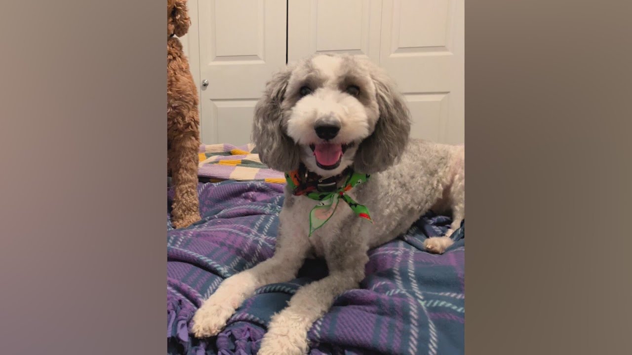 Chicago family heartbroken after Sheepadoodle 'Charlie' is stolen