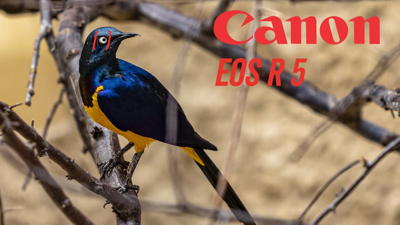 CANON EOS R5 Animal Eye AF / Does it really work ?!