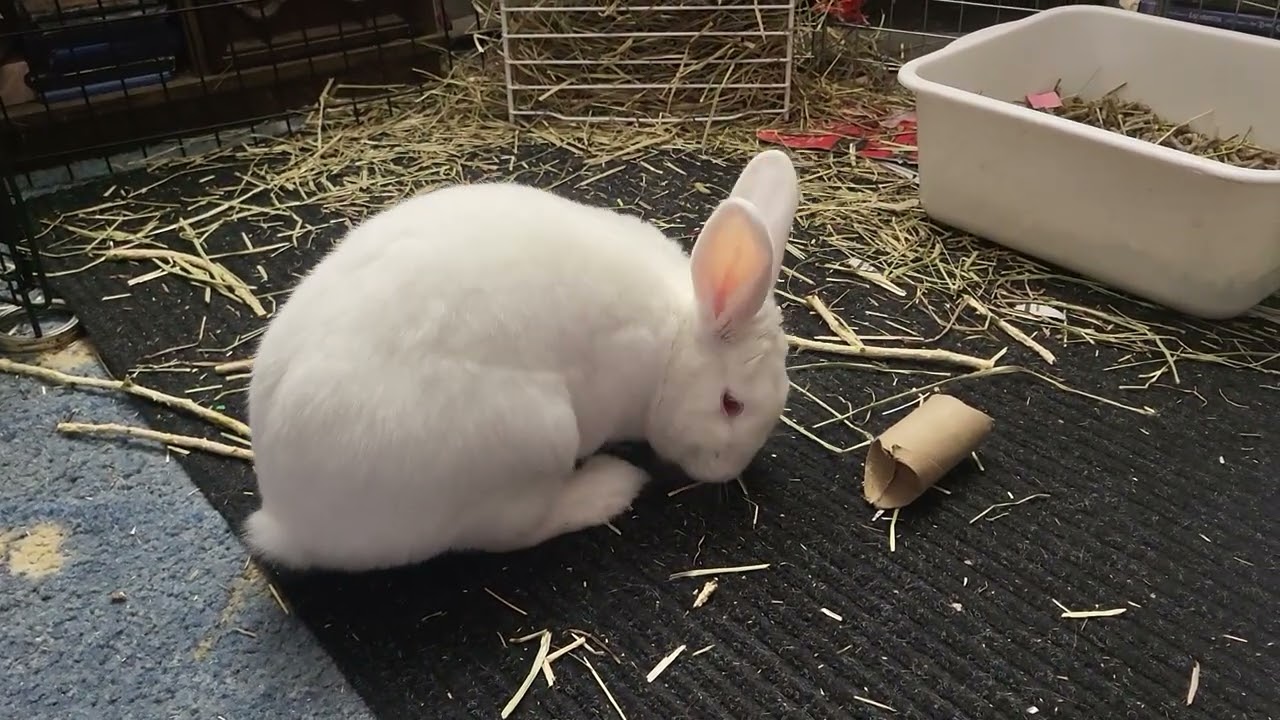 Doughnut still figuring out treats toy