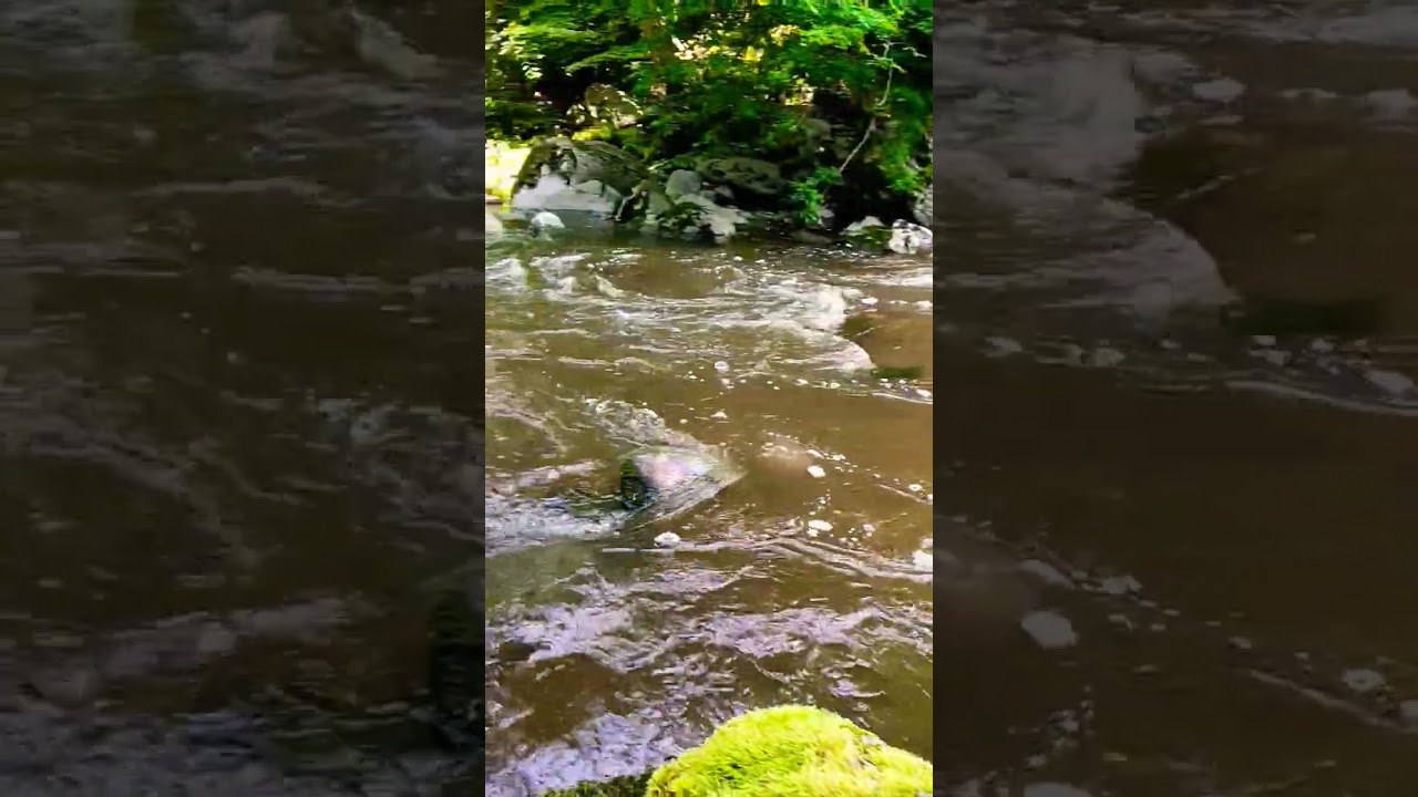 Raw power of the Gro&szlig;e Rodl 🌊 Let the river carry your thoughts #riversounds #naturepower