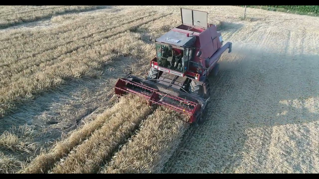 Żniwa 2022r z lotu drona DJI Phantom 4 pro obsidian ||Massey Ferguson 29XP ||