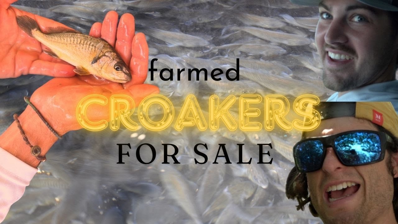 Hauling Farmed Croakers to Bait Shops