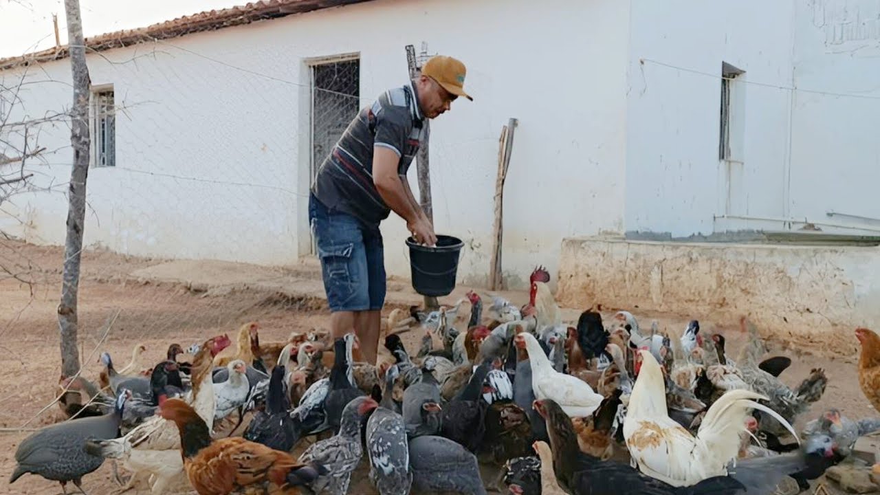 ESSA É A VANTAGEM NA CRIAÇÃO DE TER UM SÍTIO PRODUTIVO 