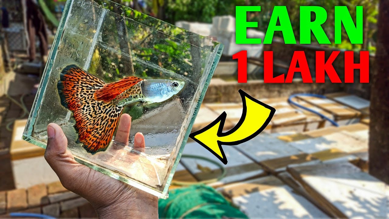 Farming Colour FISH And Earn Money | Guppy Fish | SD FISH FARM