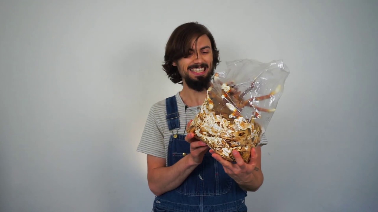 Indoor Mushroom Cultivation, LC Mycelium, & Medicinal Preps | Advanced Permaculture + Mycology