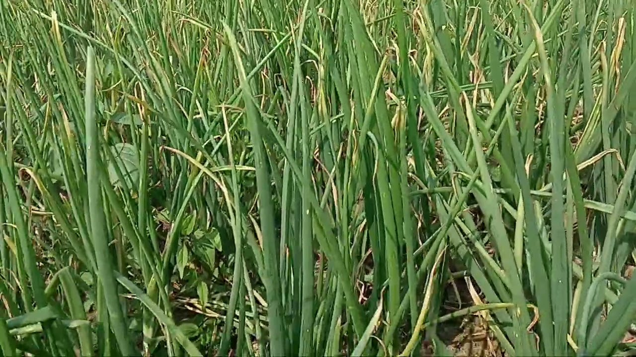 মুড়ি কাটা পেঁয়াজ চাষ পদ্ধতি 
