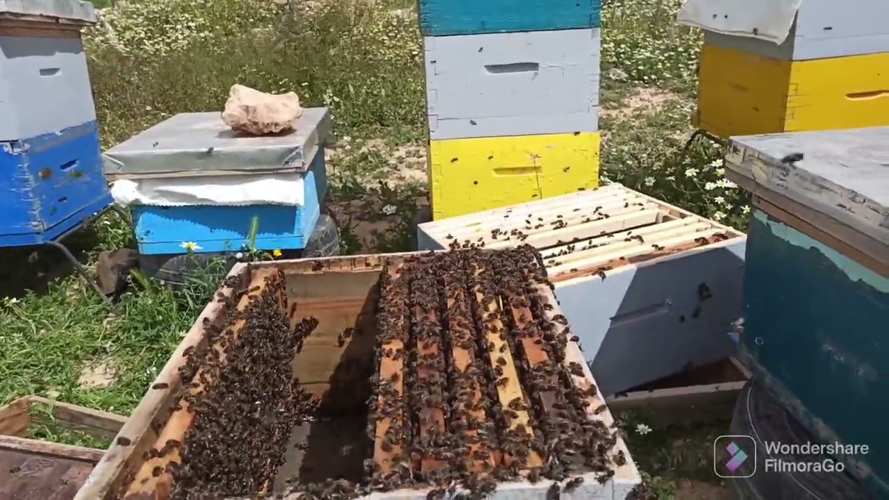 منع خلية نحل من التطريد الطبيعي