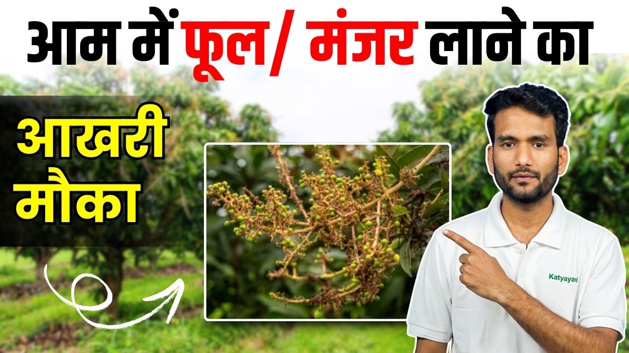आम में फूल झड़ना कैसे रोकें? मंजर बचाने का आख़िरी और दमदार तरीका
