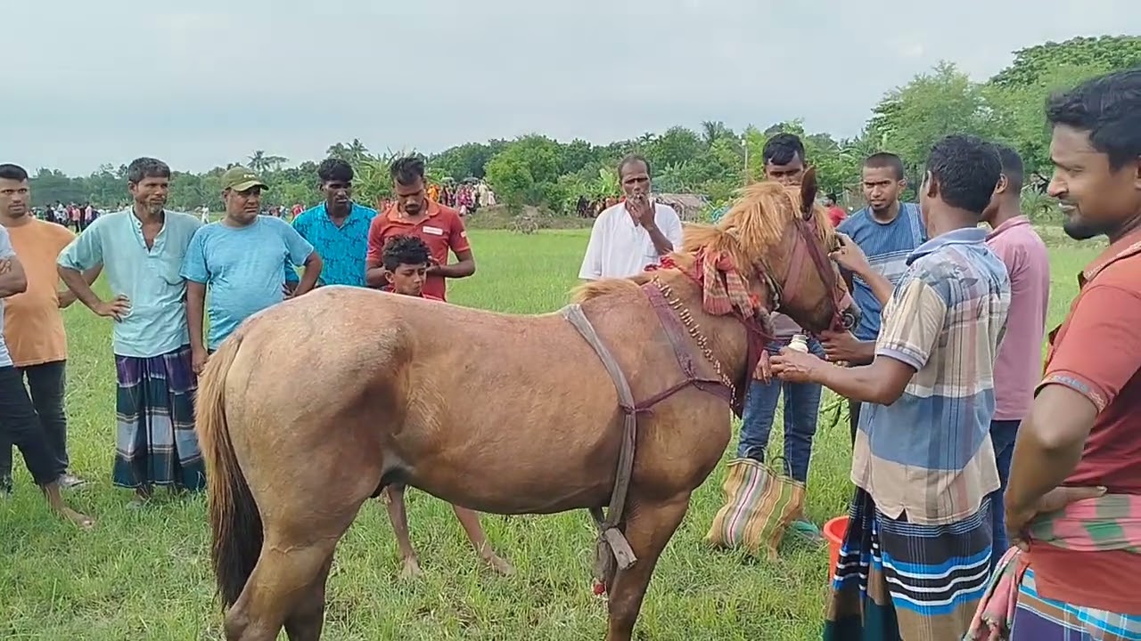 জেঠুয়া বিলে ঘোড়া দৌড় প্রতিযোগিতা।।