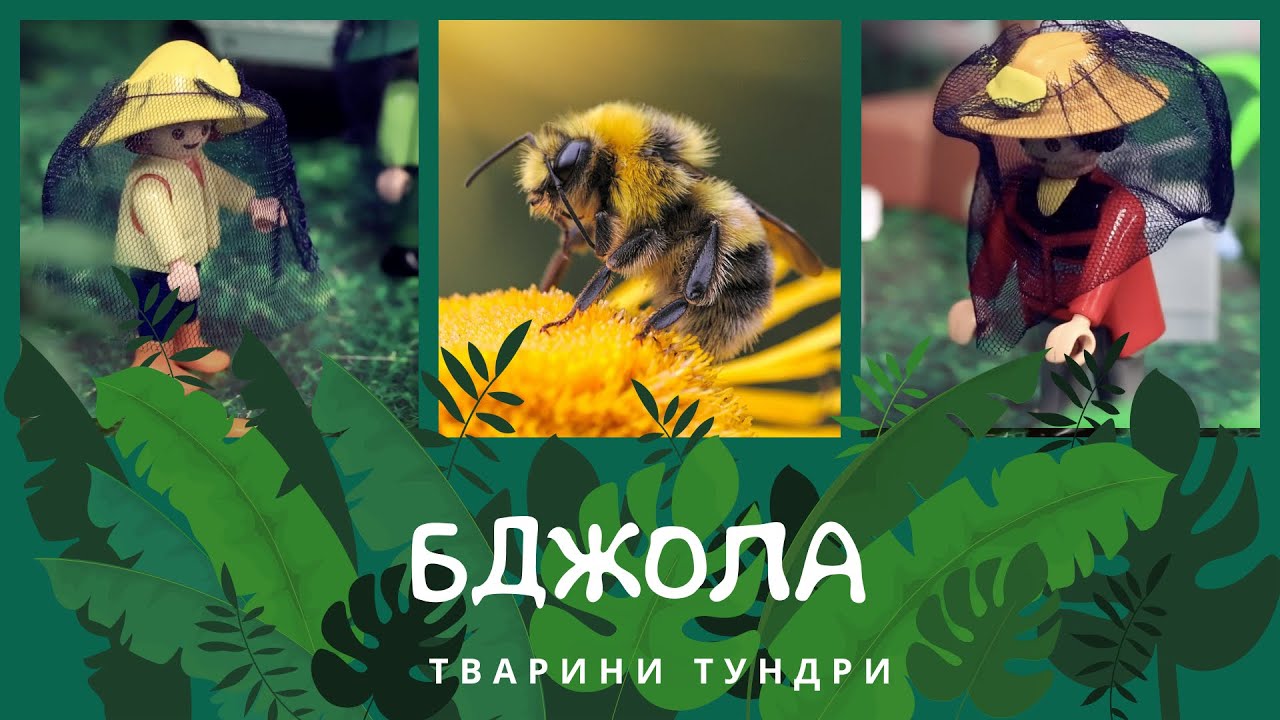 Бджола. Тварини Тундри | КоМарко