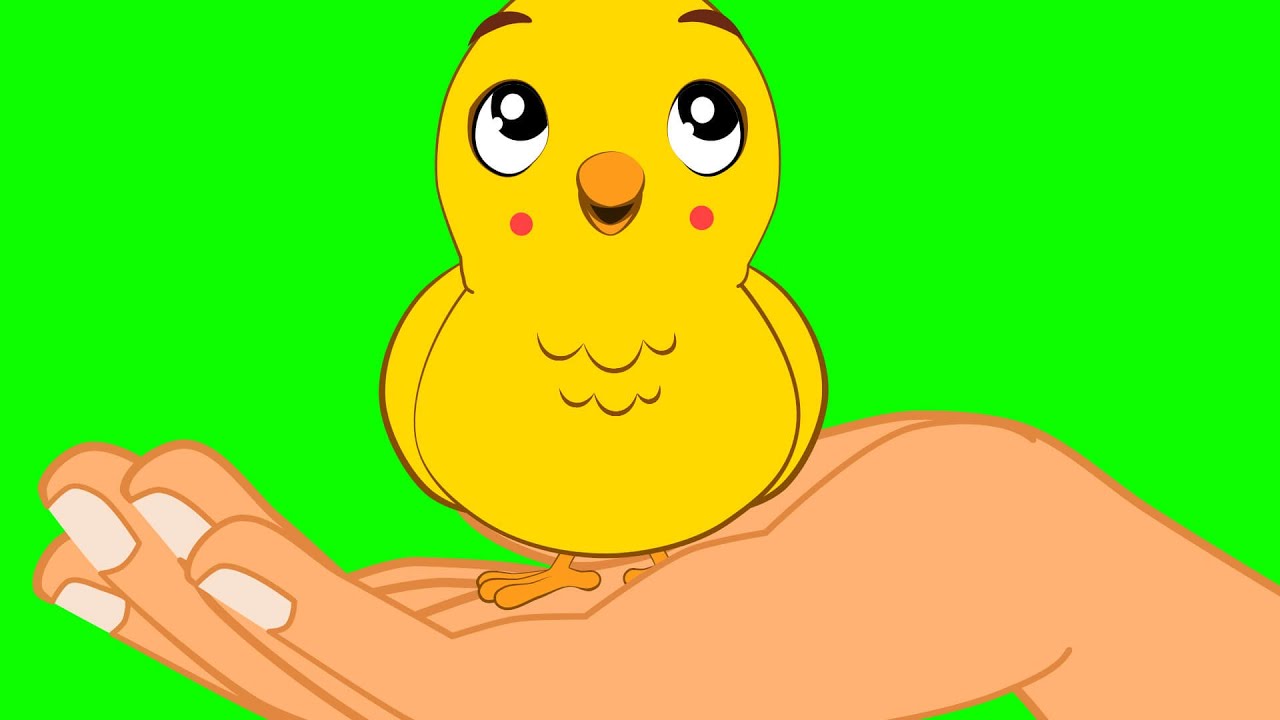 Pintinho Amarelinho + 50 minutos de Musica Infantil com @OsAmiguinhosTV