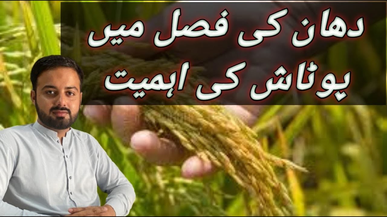 ||Importance of potash in rice field||Dhan ki fasal pa potash ki khasiyat