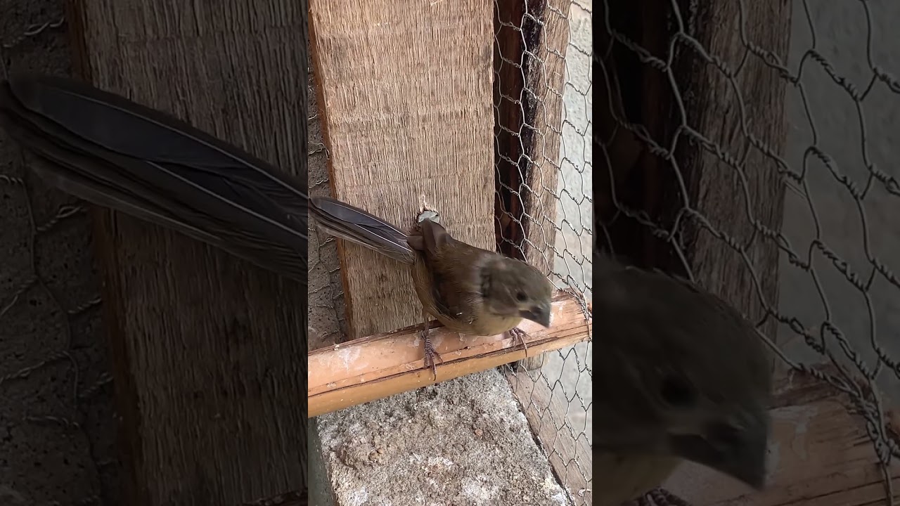 F&ecirc;mea de c&uacute;rio criar &eacute; preservar #curio #passaros