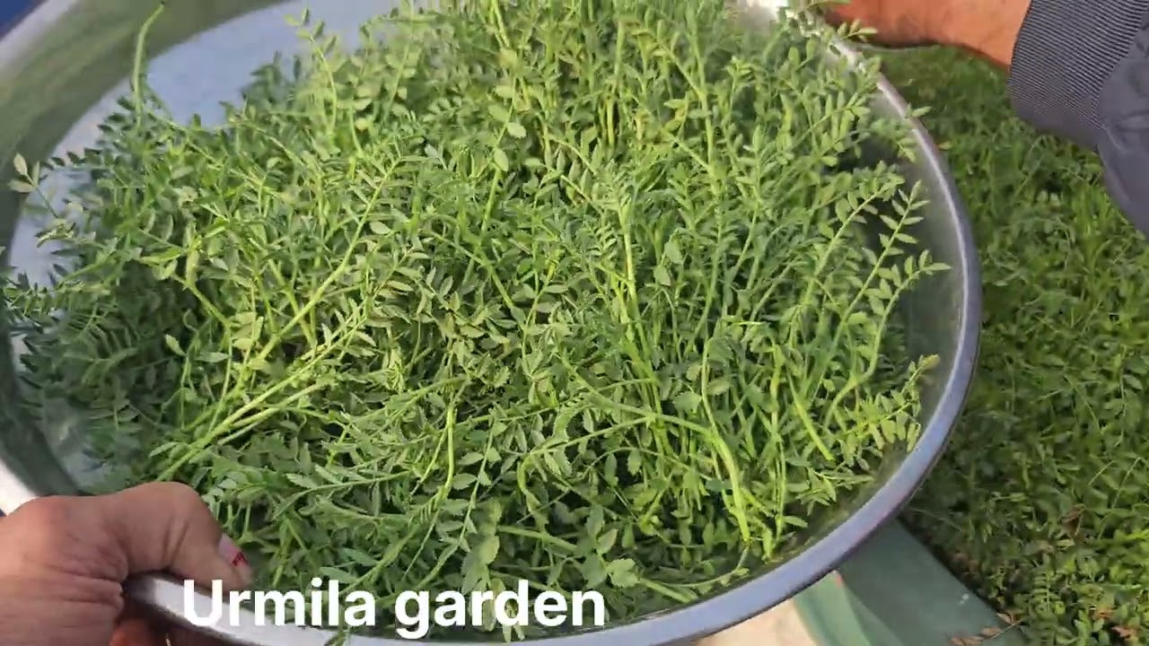 टेरिस🏡किचेन🍆गार्डन से बम्पर🥬हार्वेस्टिंग गार्डन🙋टूर जीरो💰वजट ठंड में लहलहाता🍎गार्डन 