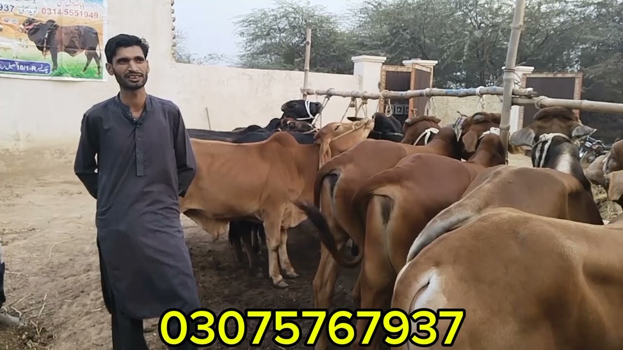High Quality bachra farming business idea 2024 ! How to start cattle farming business in Pakistan