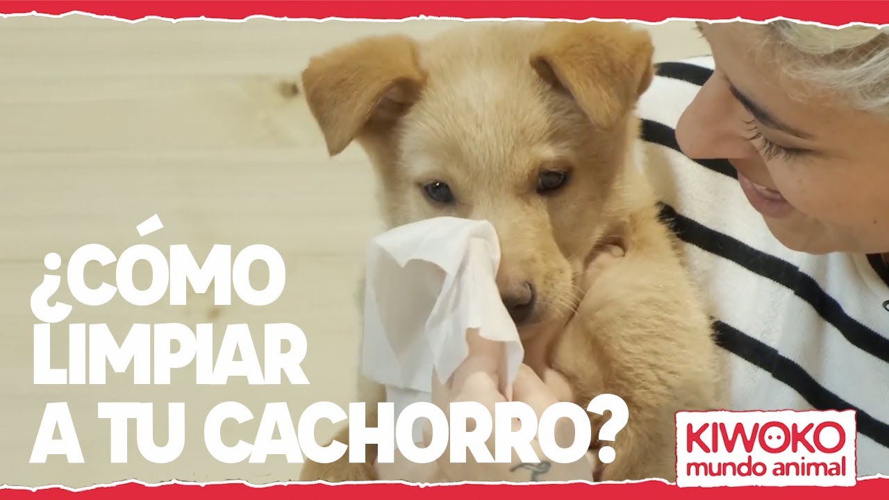 Cómo limpiar a un cachorro - Trucos y consejos 🐶