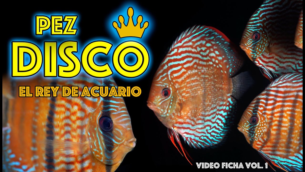 El Pez Disco 🐠 | El Rey del Acuario 👑 Guía Definitiva (Vol. 1)