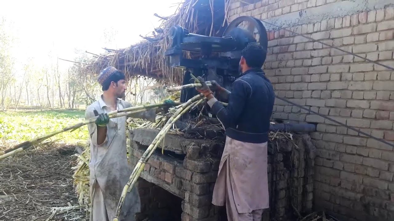 How To Make Gurrh In Village | Traditional Jaggry Making | Gurhmaking | How To Make Gurh In Ganray |