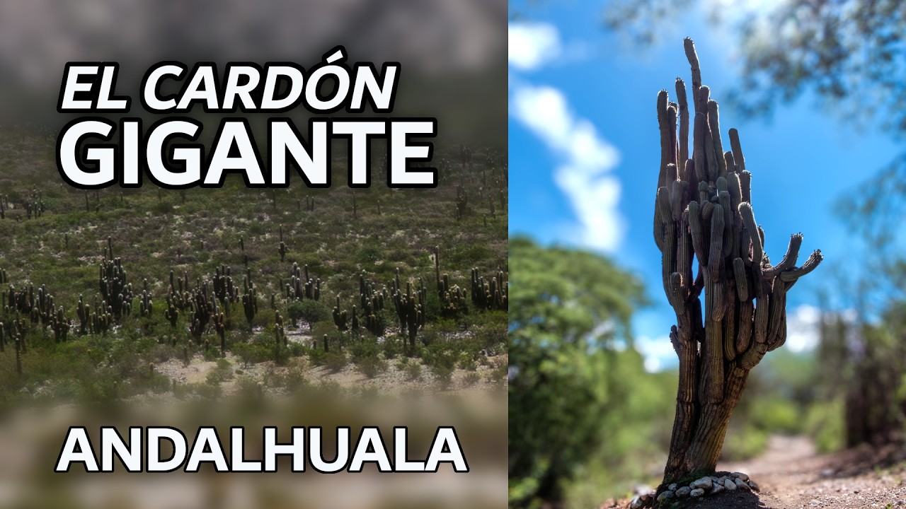 El Cardón GIGANTE de Andalhuala, Catamarca, Argentina