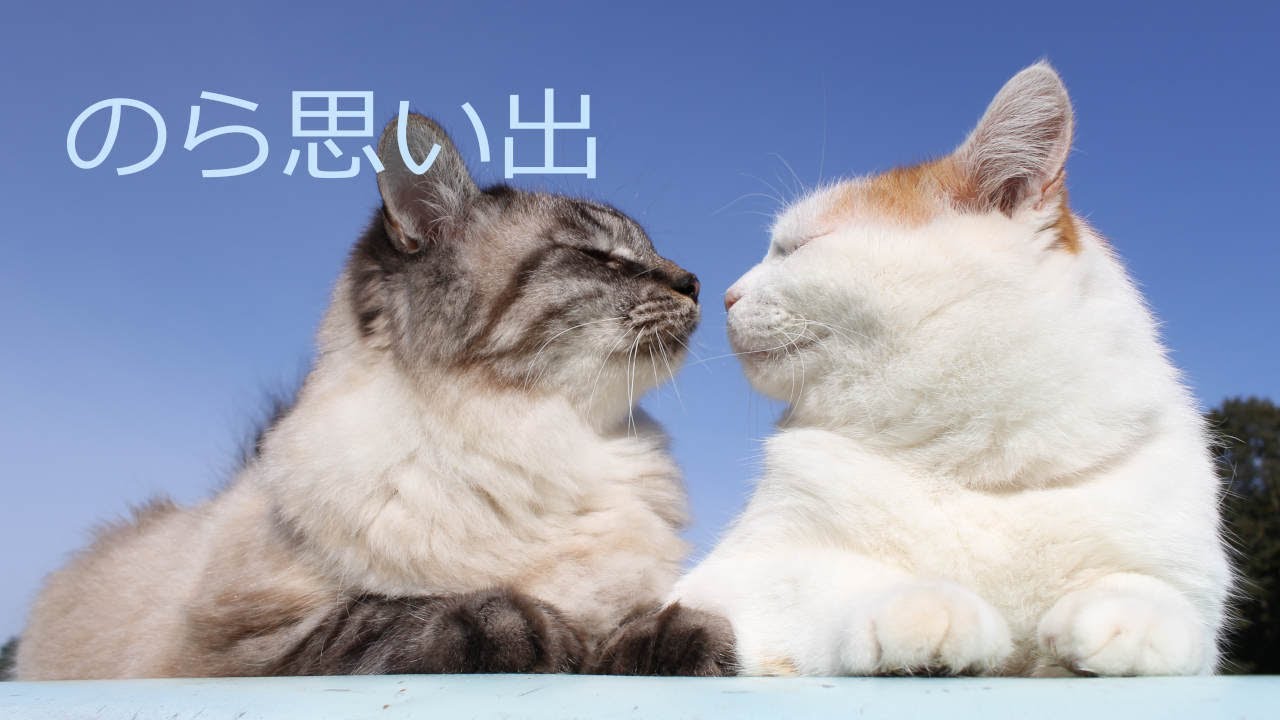 のら思い出　220607