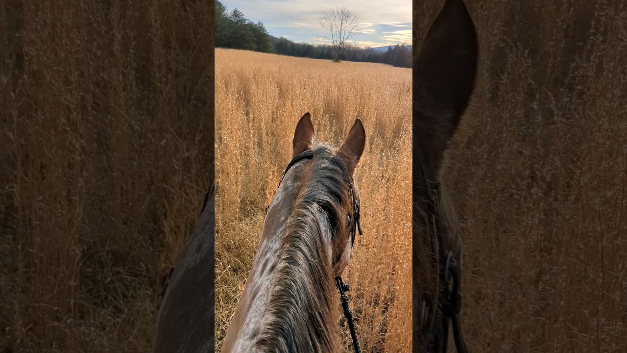 Ride with Me through Amber Waves | Handsome Ransom 