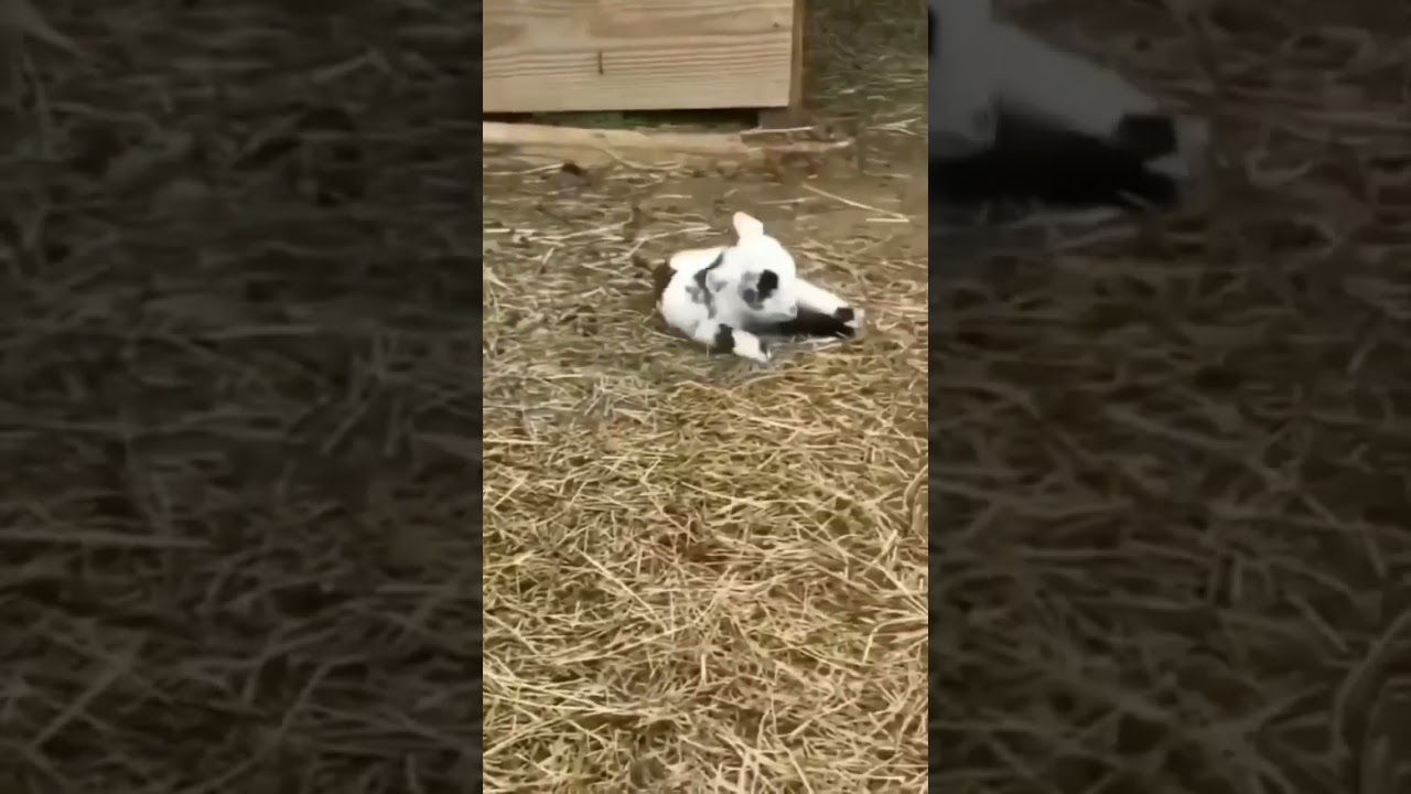 Little LAMB survives FOX ATTACK 