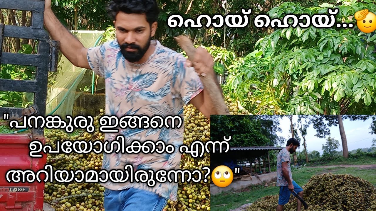 🫡കോടീശ്വരന്‍ ആകാൻ പനങ്കുരു business ബെസ്റ്റ് ആണെന്നാ കേട്ടത്🙊 