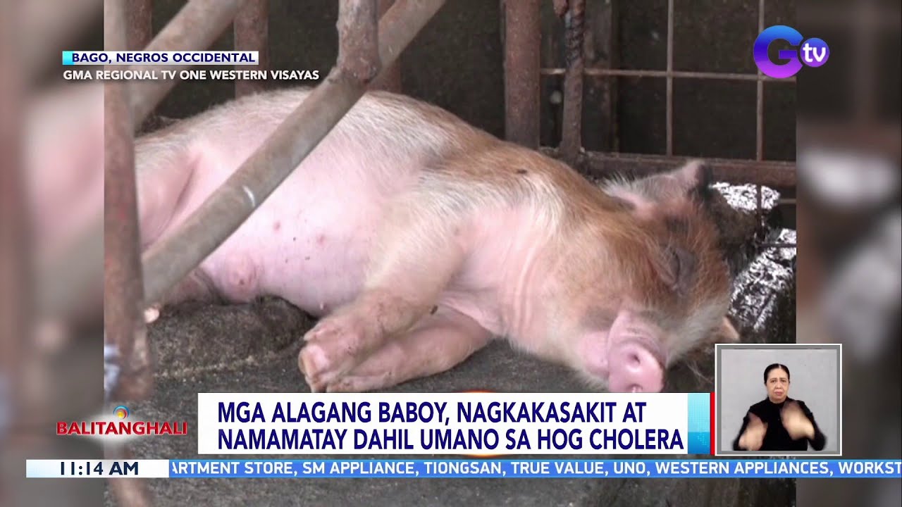 Mga alagang baboy, nagkakasakit at namamatay dahil umano sa hog cholera | BT