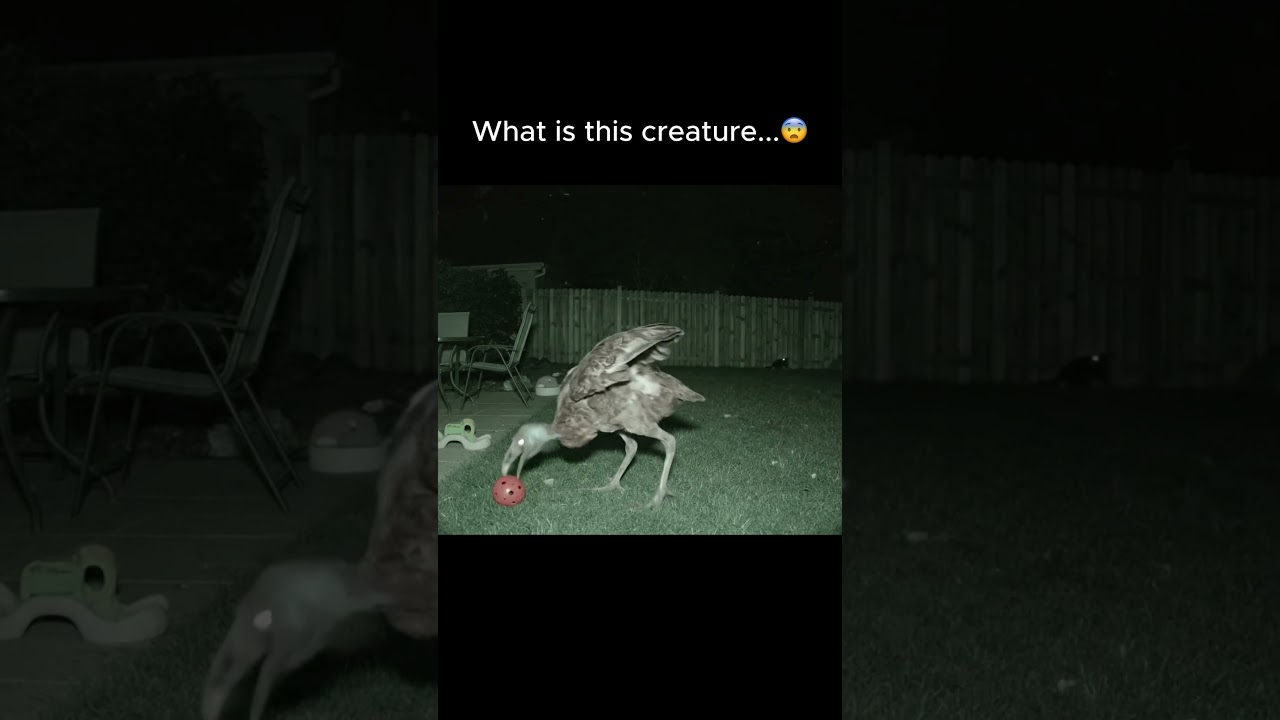 Dodo Bird like Creature Caught on Camera