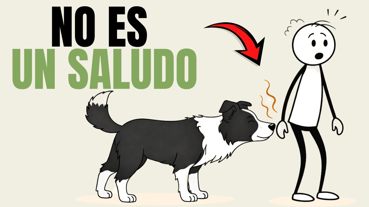 Por qué los Perros huelen tus zonas íntimas (la Explicación  Científica)