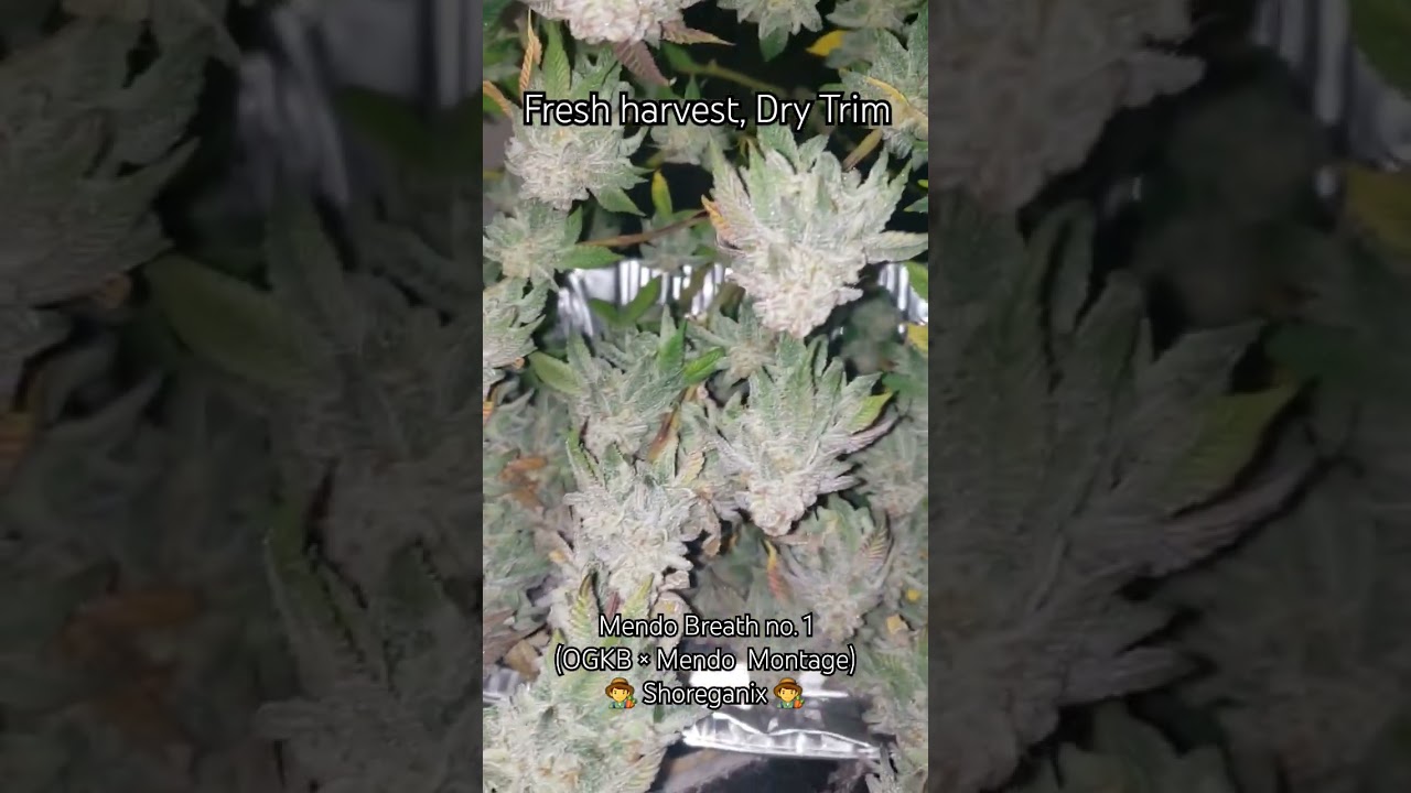 Mendo Breath (OG Kush Breath &times; Mendo Montage), a rare harvest w/ potent & dense buds - shoreganix