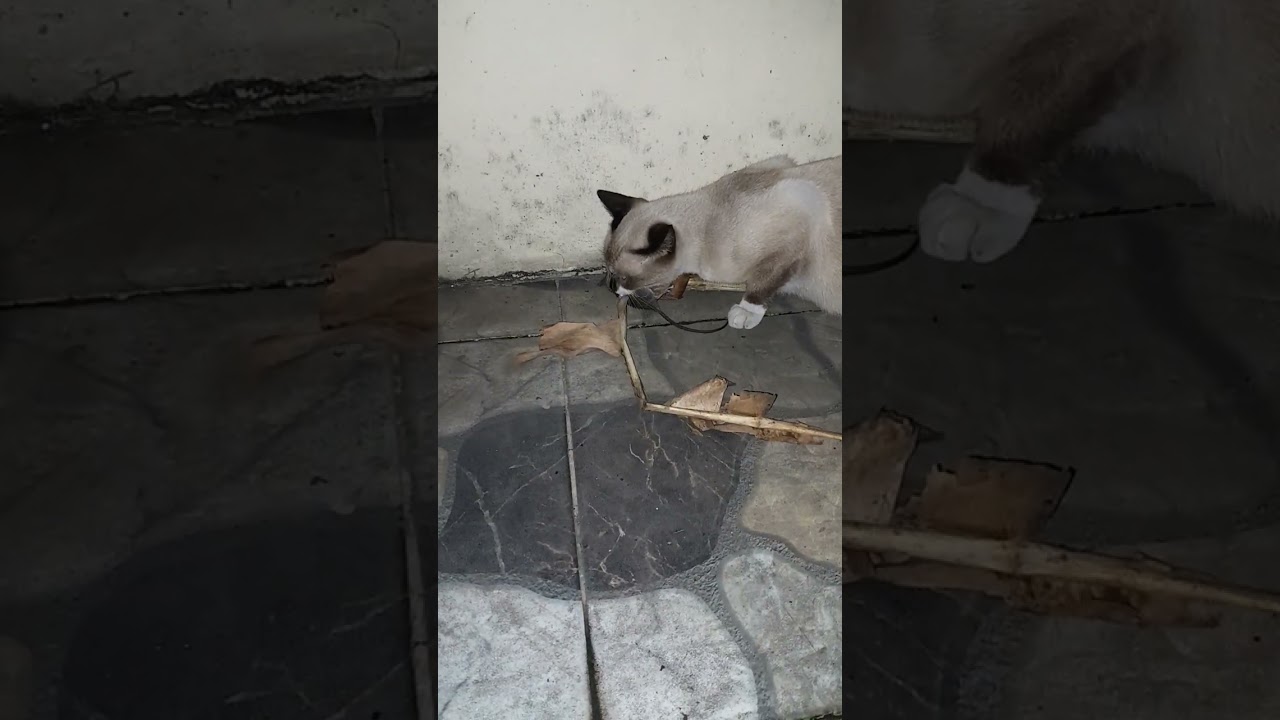 Chiến tích bắt chuột của Mèo Thị Bé Nâu