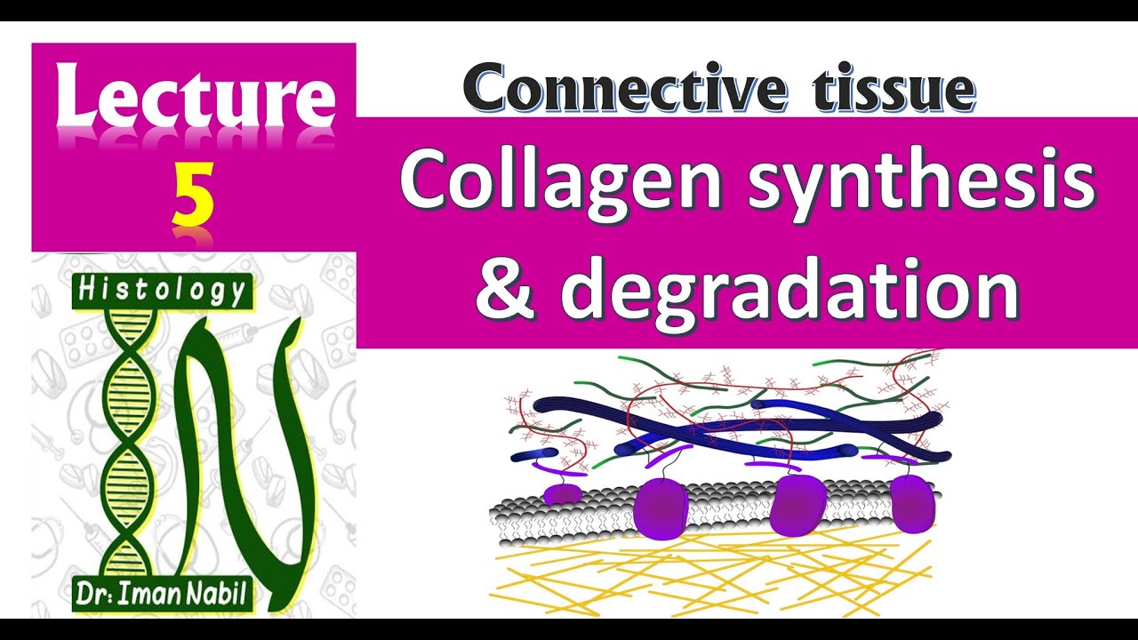 Синтез коллагена, структура полос и деградация – соединительная ткань