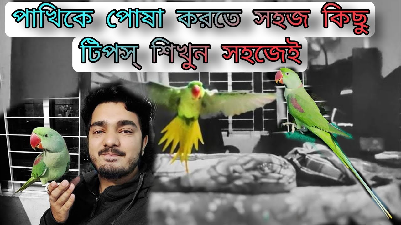 পাখি পোষা করার সহজ উপায় parrot training video ,  tips to tame a parrot easily