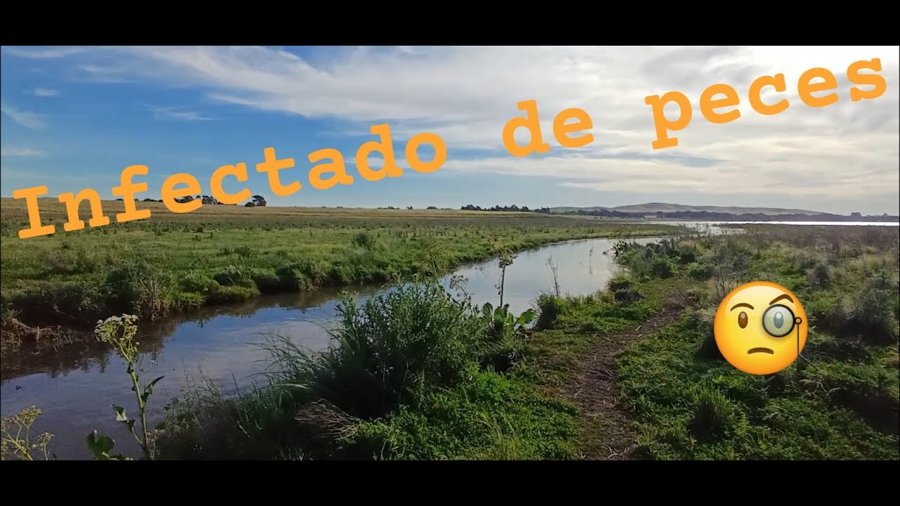 ESTE LUGAR ESTA INFECTADO DE PESCADOS,,UN VIAJE A LA INFANCIA.CON MUCHA PESCA.