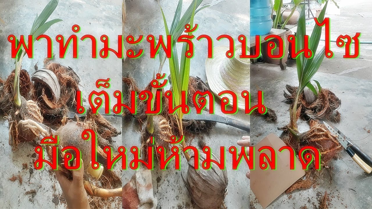 พาทำมะพร้าวบอนไซเต็มขั้นตอน มือใหม่ห้ามพลาด