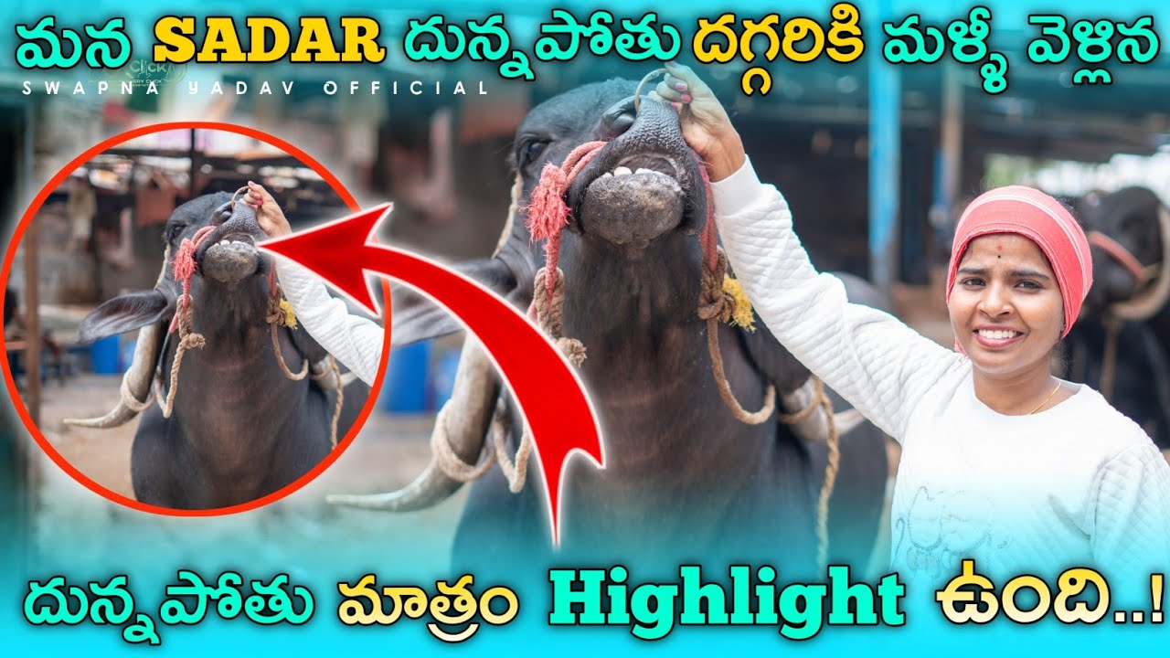 మన Sadar దున్నపోతు ఎలా ఉందో చూడడానికి పోయిన | దున్నపోతు మాత్రం Highlight ఉంది | Swpana Yadav Sadar