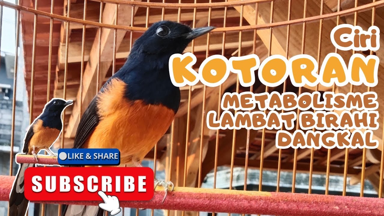 KOTORAN METABOLIME LAMBAT BIRAHI DANGKAL#kicaumania #rawatanmuraibatu #muraibatu 