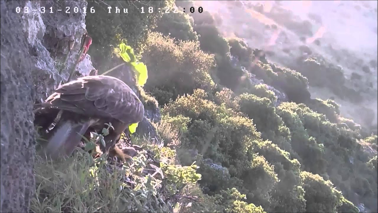 Israel Raptor Nest Cam 31 3 16 צייד של שפן סלעים חי