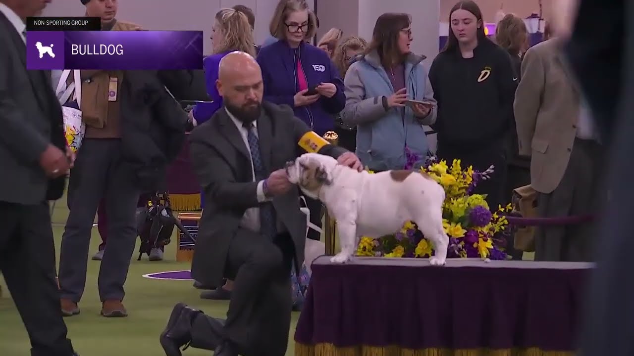 Bulldogs | Breed Judging 2026