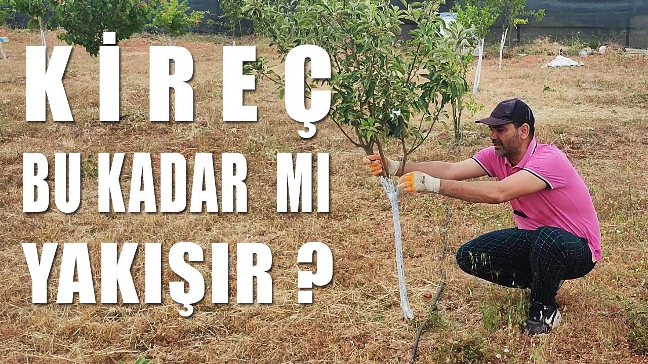 Bahçemde Ağaç Gövdelerine Kireç ve Kükürt Sürdüm | Muhteşem oldu