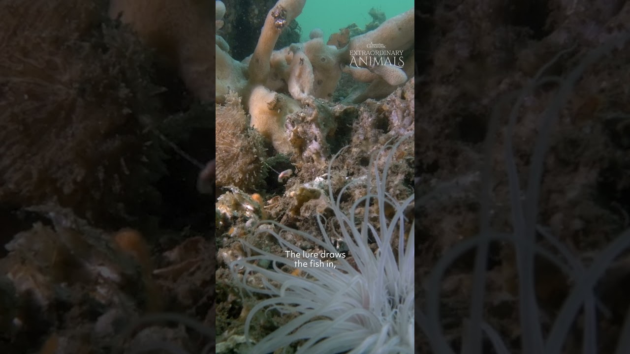 Extraordinary Animals: Hairy Frogfish