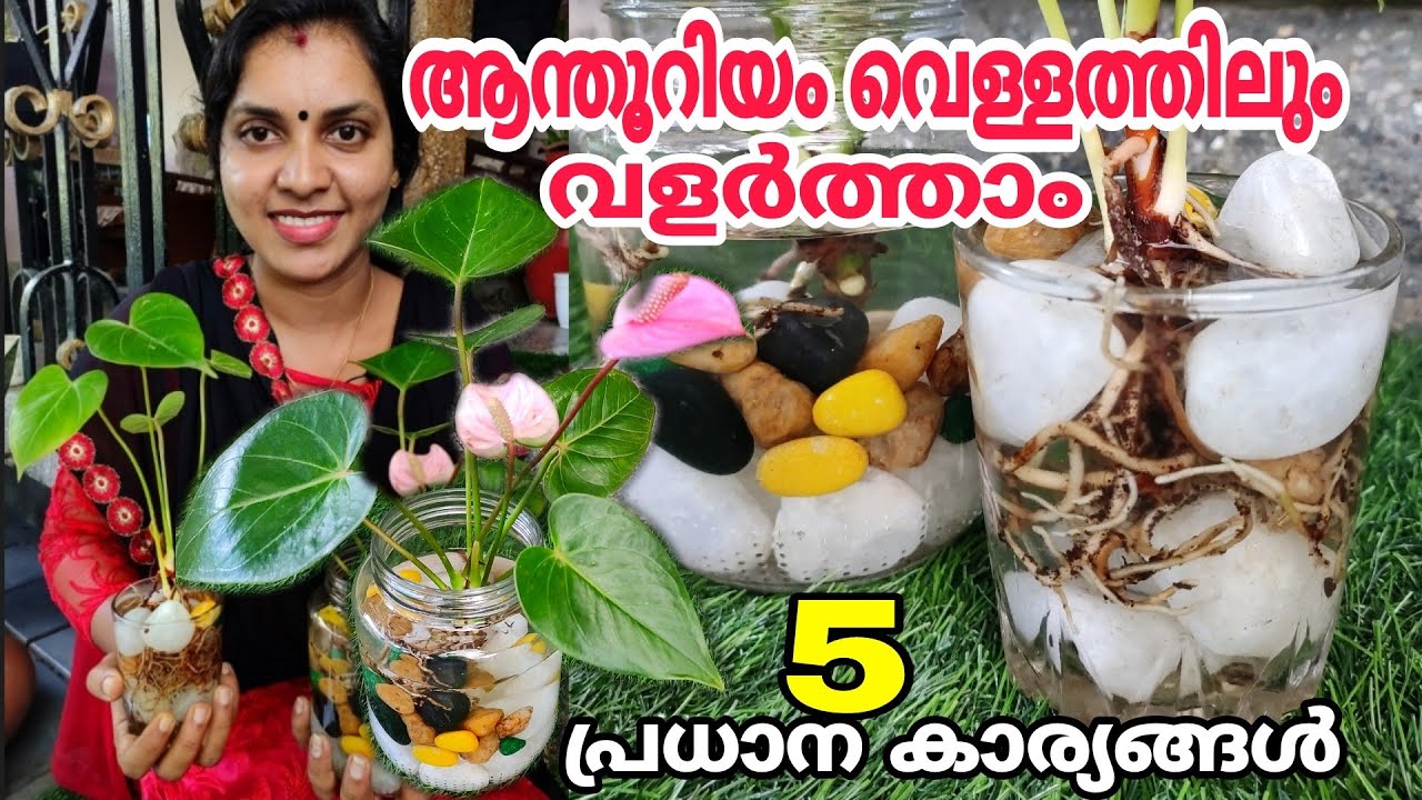 ആന്തൂറിയം വെള്ളത്തിലും വളർത്താം | 5 പ്രധാന കാര്യങ്ങൾ | 5 tips to grow Anthurium plants in water |