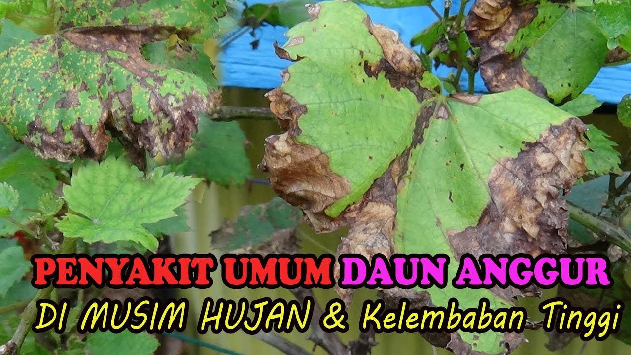 Penyakit Daun Anggur Di Musim Hujan  dan Cara Penanganan