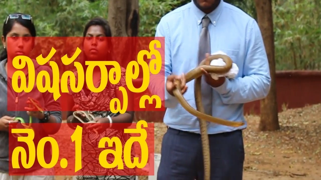 పాములు గురించి ఆసక్తికరమైన నిజాలు || Interesting Facts About Snakes