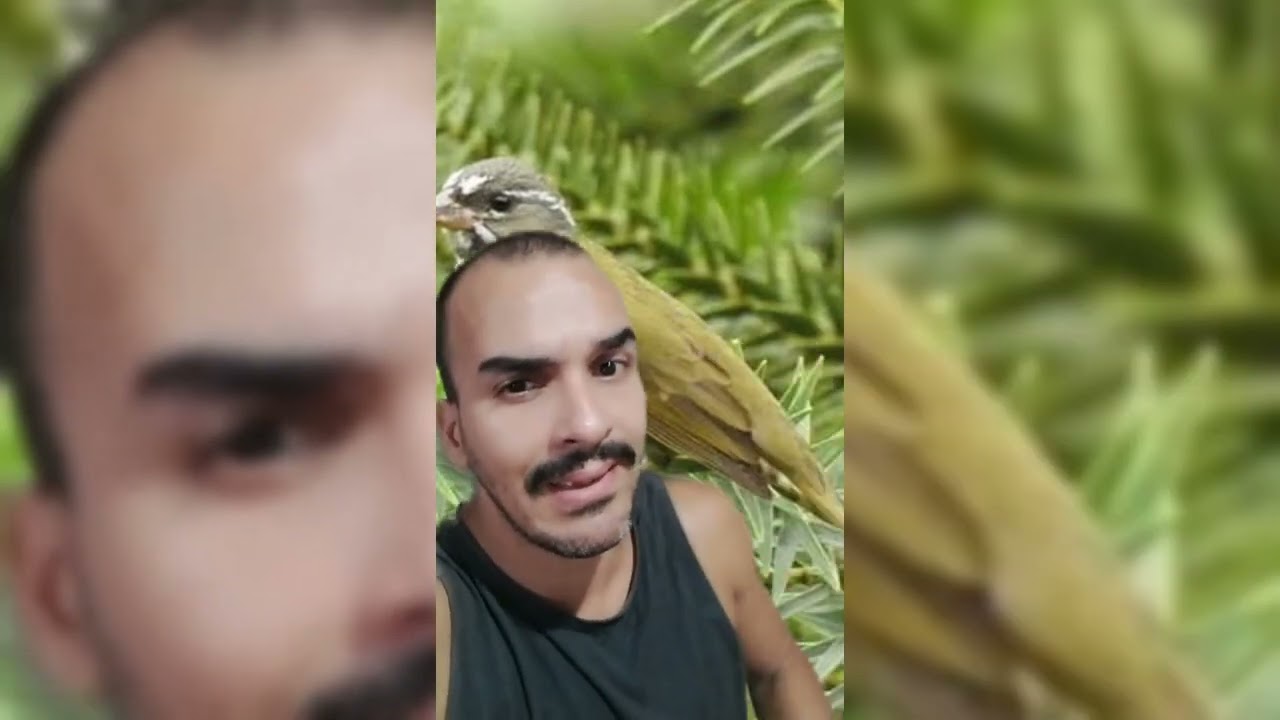 como foguear pixoxo / Sporophila frontalis / como foguear chanchão